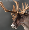 caribou